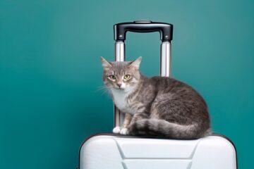 passeport-des-animaux-de-compagnie-:-une-reglementation-specifique-?